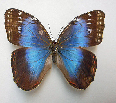 Morpho helenor guanacastensis (aberration) (Internet Image property of respective owner, non-commercial use only)